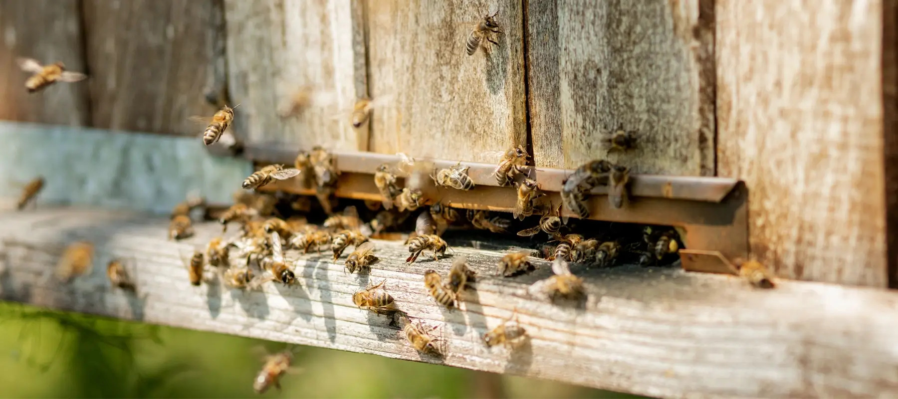 How GPS Tracking Secures and Manages Beehives Effectively
