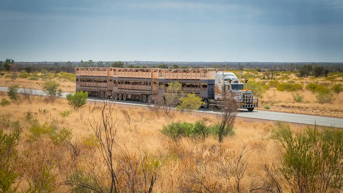 Road train transporting livestock through the Australian outback, representing GPS fleet management solutions for rural and long-haul transport.
