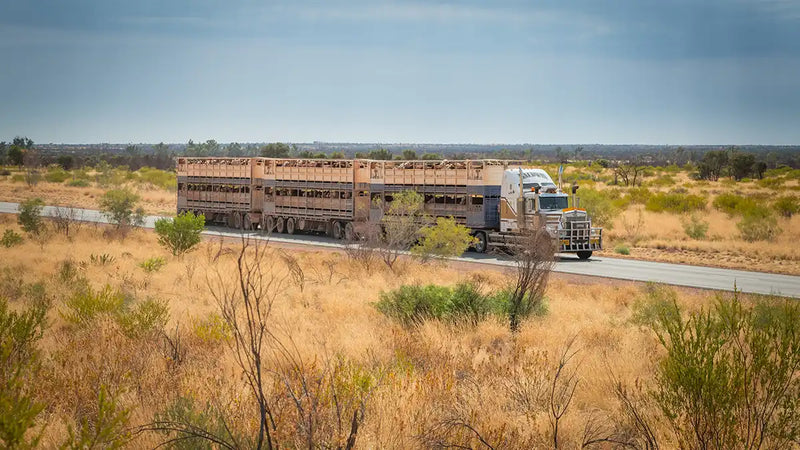 Road train transporting livestock through the Australian outback, representing GPS fleet management solutions for rural and long-haul transport.
